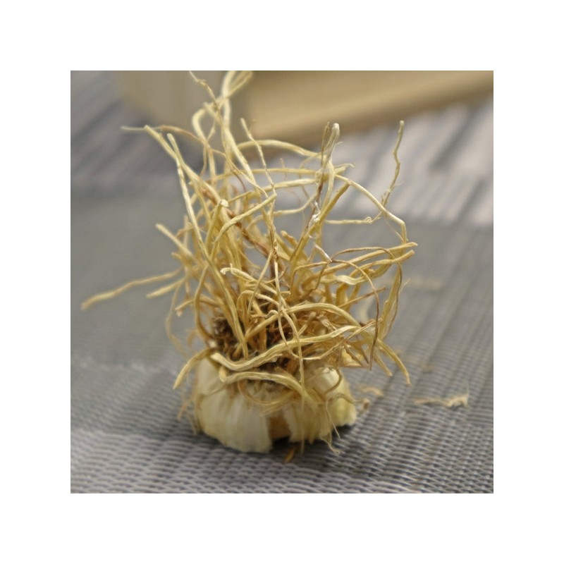 Chamdoori Chongbaek Green Onion Root 300g (domestic) / 참두리 총백