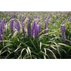 Super Blue Liriope Muscari - 40 Live Plugs - Ground