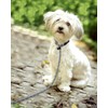 TagME Slip Lead for Dogs,1.8m Reflective Dog Lead with Soft