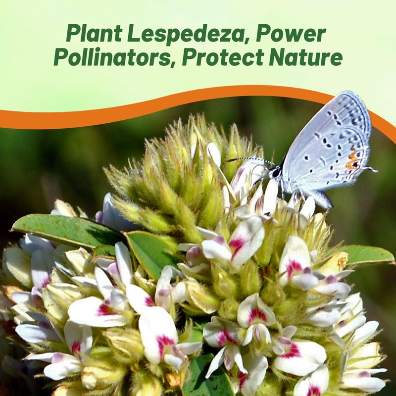 Outsidepride Round-Headed Bush Clover Seeds - 2000 Pcs Perennial Seeds