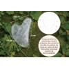 Gua Sha Crystal by Roche Masseur Face without Chemical Treatment,