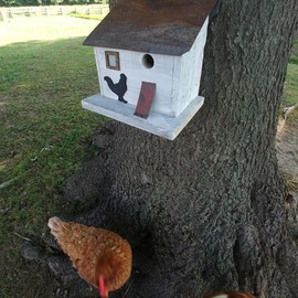 Cumberland Chicken Coop Bird House