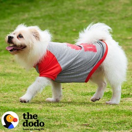 The Dodo #1 Dog T-Shirt for Dogs, Size Medium; Black Dodo Print, Everyday Apparel for Dogs, Cute Dog Tee, Cute Clothes for Dogs, The Dodo for Dogs Collection