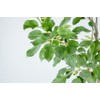 Fuji Apple Tree, Live Plant, Includes Special Blend Fertilizer &