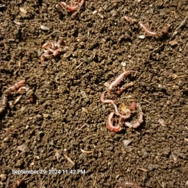 fishalotfarms 7 Lbs Freshly Sifted Redwiggler Worm Castings With Cacoons + Baby's