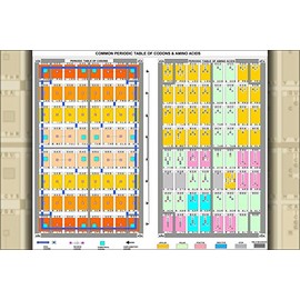 History Galore 24"x36" Gallery Poster, Common Periodic Table of Codons & Amino Acids proteomic code