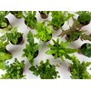 Mini Fern Plants (6 Plants) (2" Pots) Terrariums | Fairy