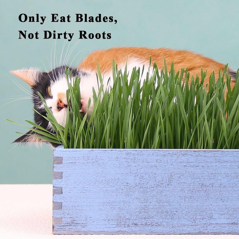 BENPIN Wooden Cat Grass Planter (no Seeds Included) with Anti