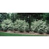 Bush Japanese Snowball Shrub - 6-12" Tall - Live Plant