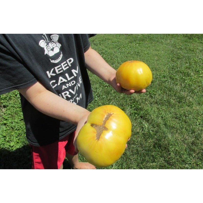 Huge Lemon Oxheart Tomato Seeds