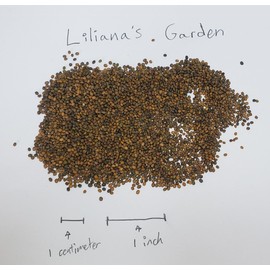 “Astro” Arugula Seeds – Easy, Fast Growing Peppery Salad Greens – Harvest in as Little as 20 Days | Never GMO, Always Heirloom and Open-Pollinated | USA Grown Seeds by Liliana's Garden |