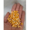 Unbranded Shelled CORN Feed Whole Squirrel Wildlife Deer Turkey Chipmunk
