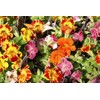 NIKA SEEDS - Flowers Seep Monkeyflower Mix Mimulus Mix Annual