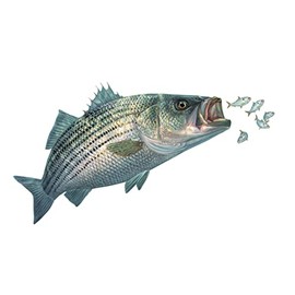 10" X 5" Facing Right Striped Bass Fishing Decals with Baitfish Chased by Striper Fishing Stickers UV Protected Fish Stickers by Skiff Life