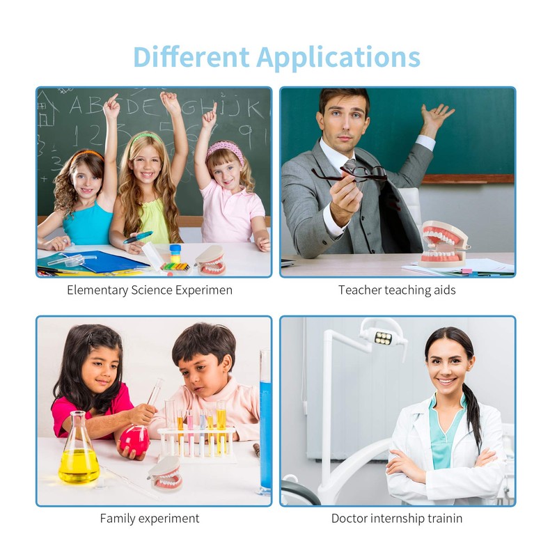 Dental Adult Standard Teeth Model, Typodont Demonstration Denture Model|Mouth Teeth