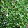 400 Lemon Thyme Seeds Flower Herb Seeds,Impressive Fast growing