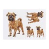 4 x 'Brussels Griffon Standing' Temporary Tattoos - Water Resistant,
