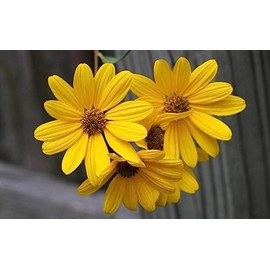 Swamp Sunflower Seeds Helianthus Angustifolius (250 Seeds) - Non-GMO - - Always Fresh Seeds! - Planting Seeds for Your Flower Garden or Field