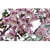 Seed-Top 450 Royal Paulownia Empress Tree Seeds Paulownia Elongata Fastgrowing