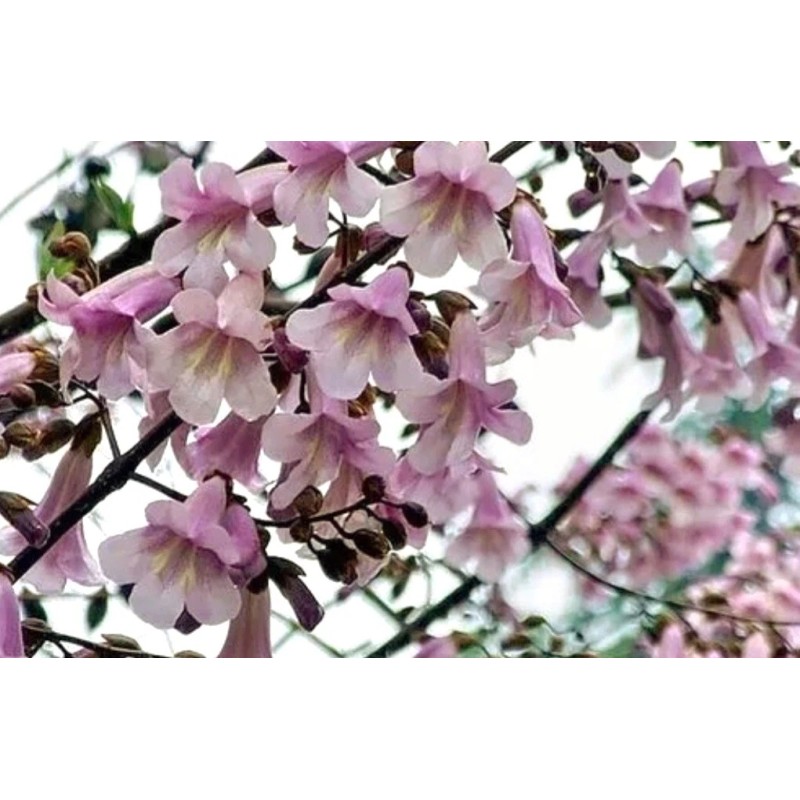 Seed-Top 450 Royal Paulownia Empress Tree Seeds Paulownia Elongata Fastgrowing