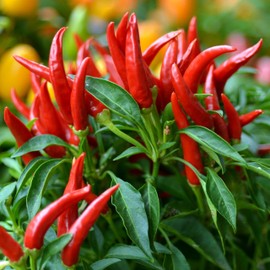 KVITER 25 Thai Chili Hot Pepper Seeds, Birds Eye Seeds