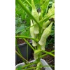 Unbranded 100+ Silver Queen Okra Seed Heirloom Non-Gmo Organic