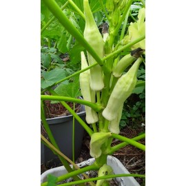 Unbranded 100+ Silver Queen Okra Seed Heirloom Non-Gmo Organic