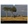 Giraffes - Lovely Giants of the African Savannah (Wall Calendar