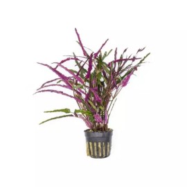 Canton Aquatics Dragon’s Tongue (Flame) – Hemigraphis Repanda - Potted
