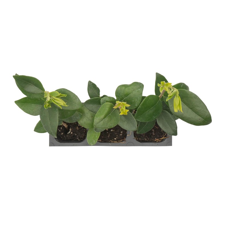 3 Waxleaf Privet, Live Plants (Ligustrum Japonicum 'Texanum') – Vibrant