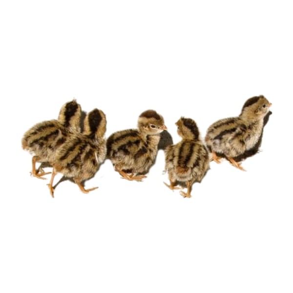 Daily Bread Homestead Coturnix Quail Fertile Hatching Eggs - 12ct