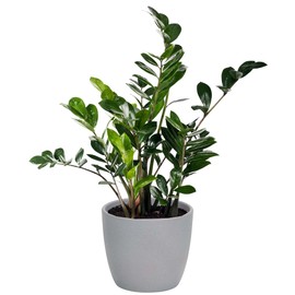 Annastore Flower Pot Made of Clay Round, Orchid Pot Made of Clay, Round, Flower Planter, Round, Planter (Grey, Diameter 15.5 / Height 13 cm)