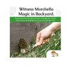 Garden Morel Mushroom Grow Kit - MOREL HABITAT KIT ®