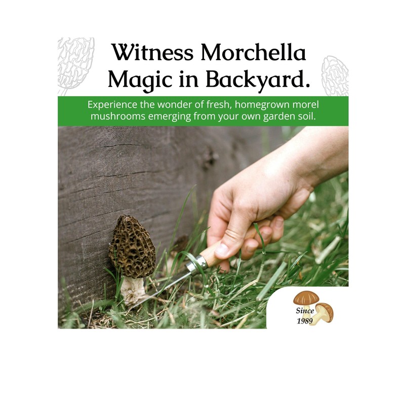 Garden Morel Mushroom Grow Kit - MOREL HABITAT KIT ®