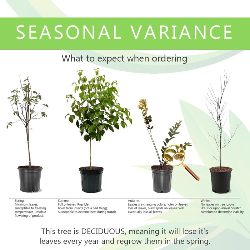 Vernon Blueberry Bush, Rabbiteye, 2-3 ft Plant Height, 5 gal.