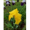 Fresh 6 BEARDED IRIS PLANTS RHIZOMES FRESH MIXED VARIETIES