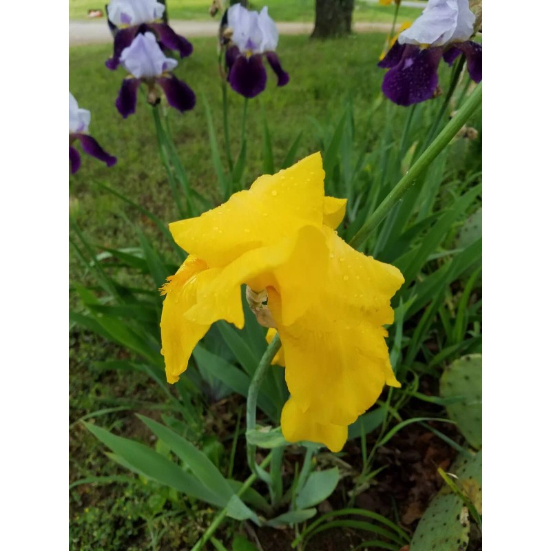 Fresh 6 BEARDED IRIS PLANTS RHIZOMES FRESH MIXED VARIETIES