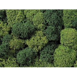 NOCH 08621 Moss Light / Dark Green 75 g