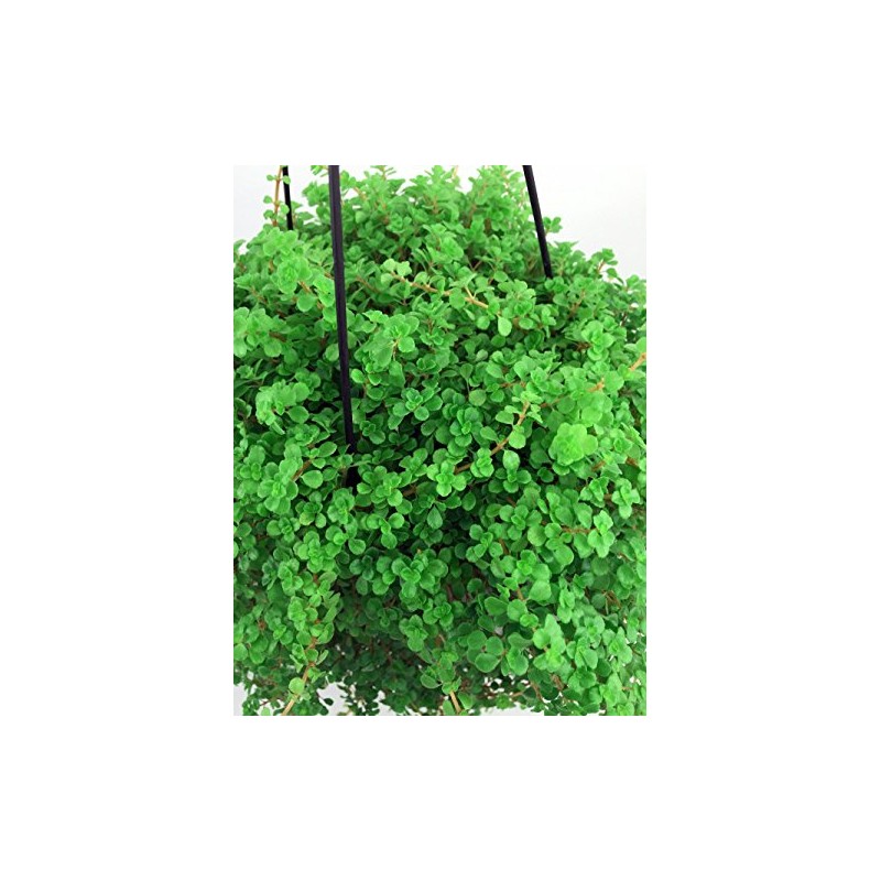 Baby Tears/Tiny Tears - Pilea depressa - 3.7" Pot