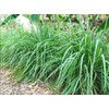 400 Lemongrass Indian West Seeds by Mai's Family