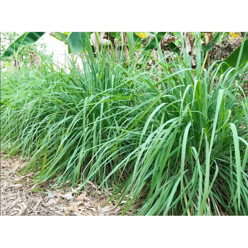 400 Lemongrass Indian West Seeds by Mai's Family