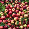 100 Pcs Apple Seeds for Planting
