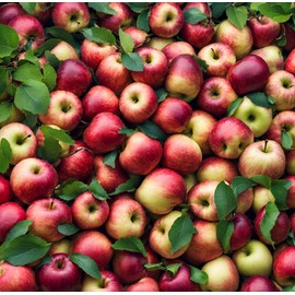 100 Pcs Apple Seeds for Planting