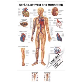 Sport-Tec Vascular System Mini Poster Anatomy 34 x 24 cm Medical Teaching Aid