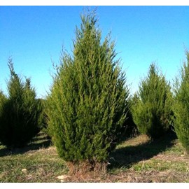 Cedar, Dogwood, Pine, Redwood, Spruce, Tree Seed by MySeeds.Co, You Choose The Color n Quantity (10 Packs, Eastern Red Cedar - Big Pack)