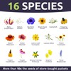 Texas Oklahoma Wildflower Seeds Mixture - Bulk 1 Ounce Packet