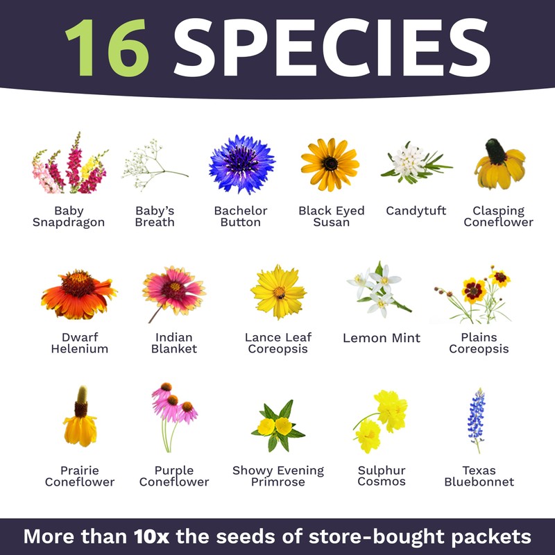 Texas Oklahoma Wildflower Seeds Mixture - Bulk 1 Ounce Packet