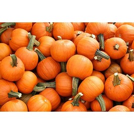 Park Seed Plus Hybrid Pumpkin Seeds