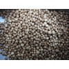Viridis Hortus - Coriander Herb - 500 (5g's) Long Established