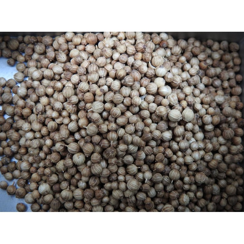 Viridis Hortus - Coriander Herb - 500 (5g's) Long Established